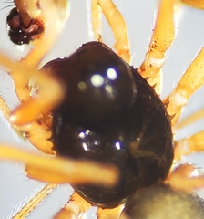 Erigone aletris