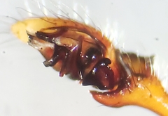 Erigone aletris