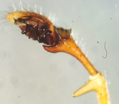 Erigone aletris