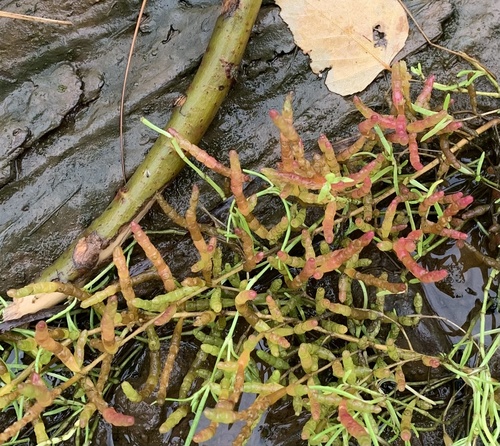 slender glasswort (Salicornia maritima)