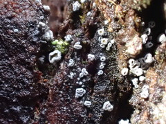 Proliferodiscus pulveraceus