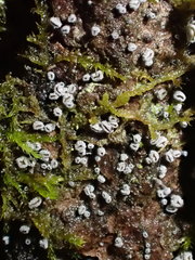 Proliferodiscus pulveraceus