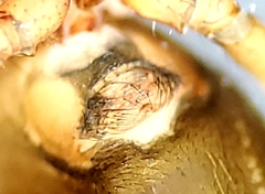 Erigone aletris