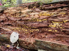 Dacrymyces corticioides