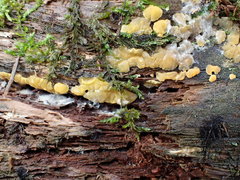 Dacrymyces corticioides