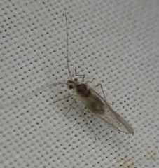 Stenopsocus immaculatus