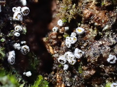 Proliferodiscus pulveraceus