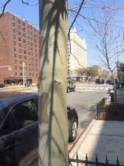 Platanus × hispanica