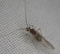 Stenopsocus immaculatus