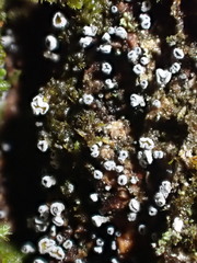 Proliferodiscus pulveraceus