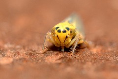 Cicadula