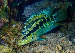 Trichromis salvini