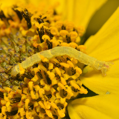 Eupithecia miserulata