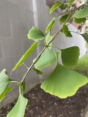 Ginkgo biloba