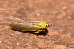Cicadula