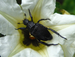 Strigoderma sulcipennis