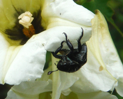 Strigoderma sulcipennis