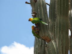 Eupsittula pertinax xanthogenia