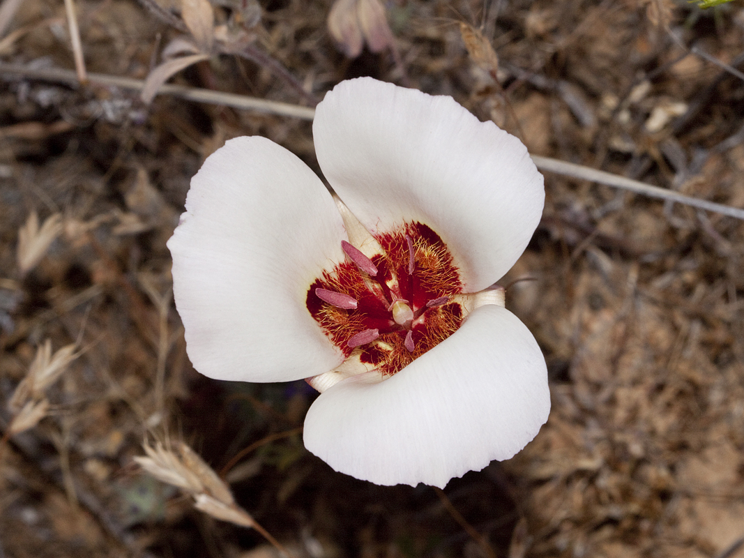 Calochortus simulans