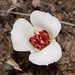 La Panza Mariposa Lily - Photo (c) Bill Bouton from San Luis Obispo, CA, USA, some rights reserved (CC BY-SA)