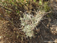 Helianthemum squamatum