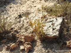 Helianthemum squamatum