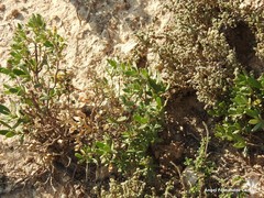 Helianthemum squamatum