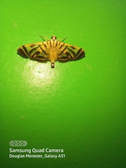 Spilomela receptalis
