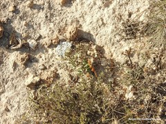 Thymus lacaitae