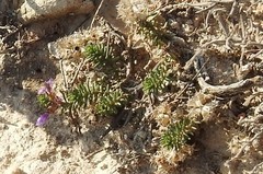 Teucrium pumilum