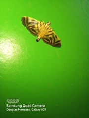 Spilomela receptalis