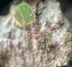 Cyphomyrmex minutus