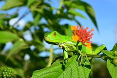 Iguana iguana