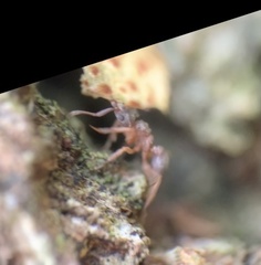 Cyphomyrmex minutus