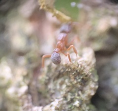 Cyphomyrmex minutus