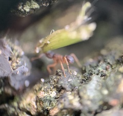 Cyphomyrmex minutus