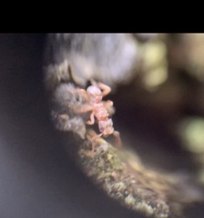 Cyphomyrmex minutus