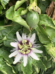 Passiflora edulis