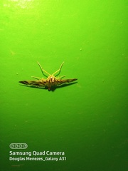 Spilomela receptalis