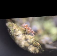 Cyphomyrmex minutus