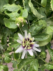 Passiflora edulis
