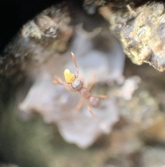 Cyphomyrmex minutus