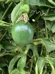 Passiflora edulis