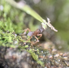 Cyphomyrmex minutus