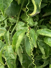 Passiflora edulis