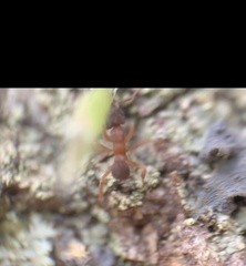 Cyphomyrmex minutus