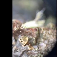 Cyphomyrmex minutus