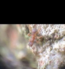 Cyphomyrmex minutus