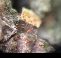Cyphomyrmex minutus