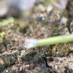 Cyphomyrmex minutus